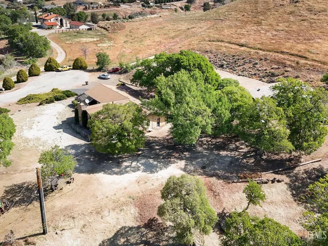 a view of a yard with plants and large trees