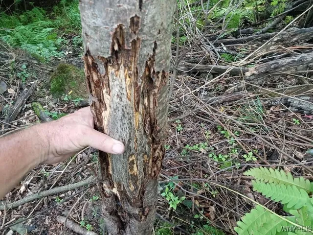 $78,500 | Scott Hollow Road, Little Genesee, NY 14754