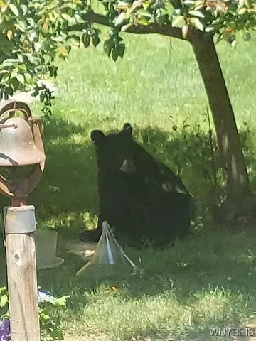 $78,500 | Scott Hollow Road, Little Genesee, NY 14754