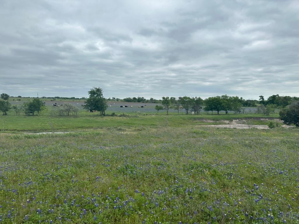 Tbd Hackberry Road Holland, TX 76534 - Photo 8 of 22 a view of a green field with lots of trees