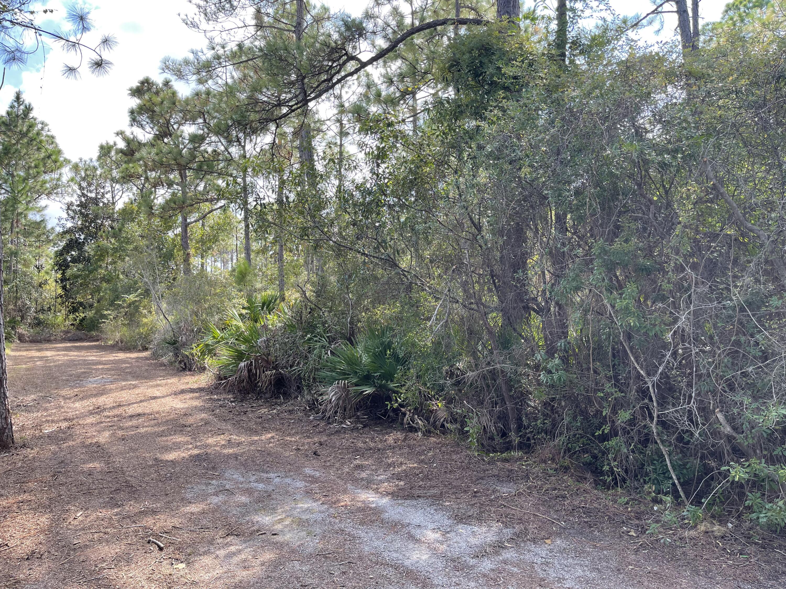 a view of a forest with trees in the background