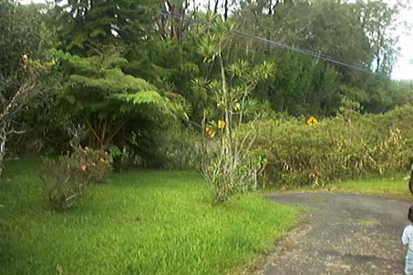18-2505 Volcano Road Mountain View, HI 96771 - Photo 12 of 13 a view of a lush green space