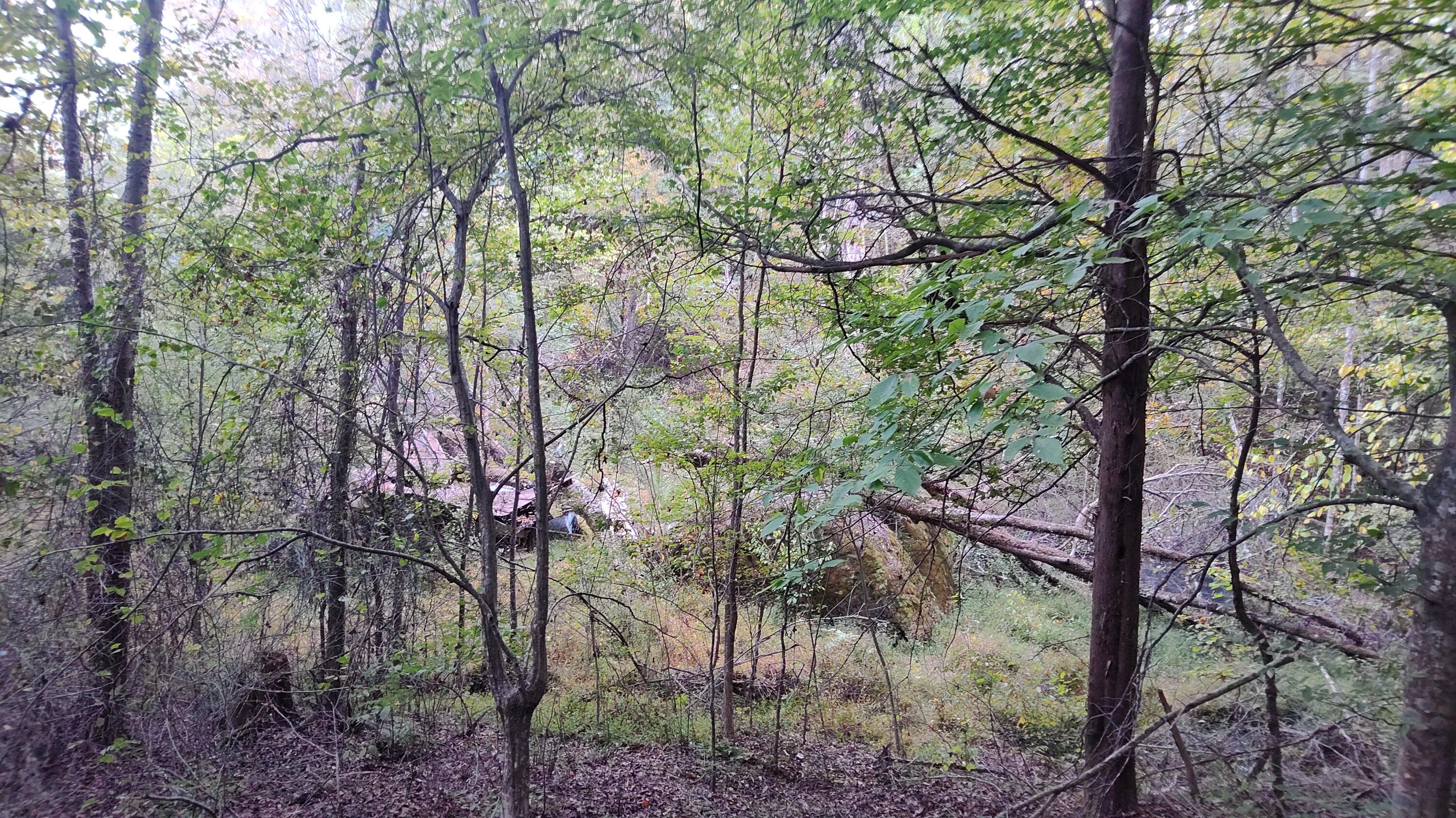 0 Summertown (8.56 Acres) Road, Unit LOT #2 Jasper, TN 37347 - Photo 2 of 18 West Prop Line Looking East