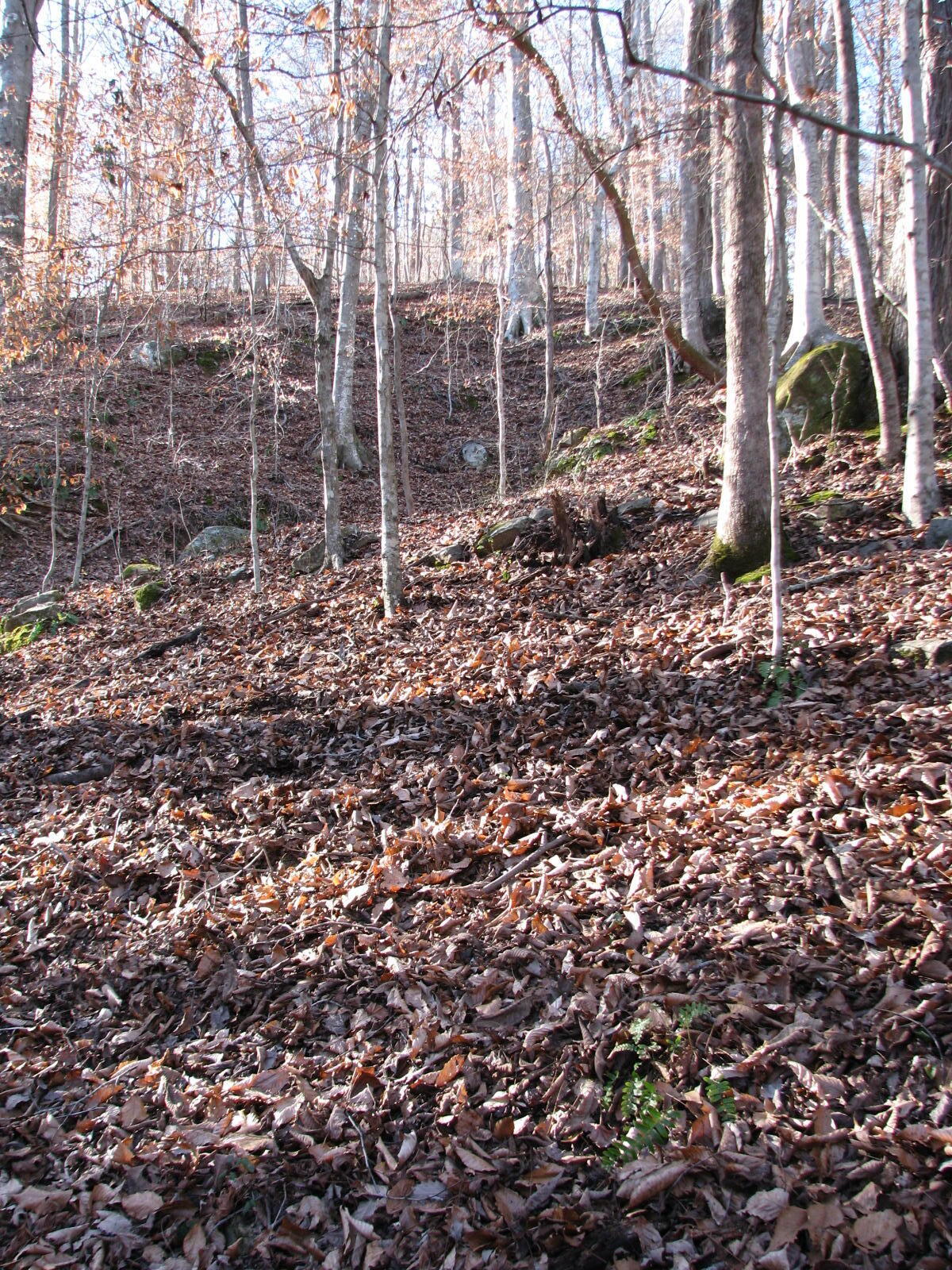 0 Summertown (8.56 Acres) Road, Unit LOT #2 Jasper, TN 37347 - Photo 3 of 18 IMG_0937