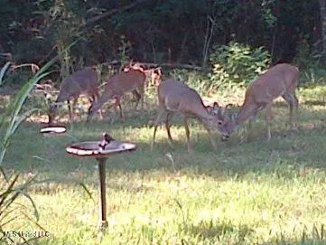 $90,000 | 36 Wildlife Way, Natchez, MS 39120