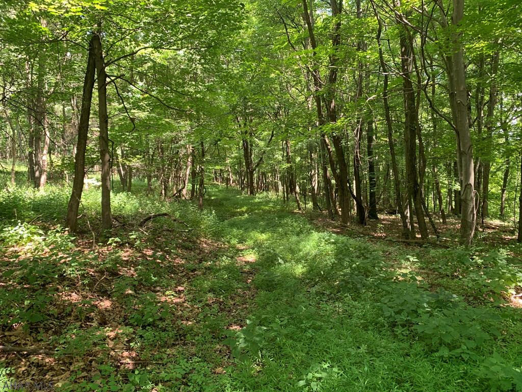 491 Mississippi Road Manns Choice, PA 15550 - Photo 11 of 30 a big yard with lots of green space and deers