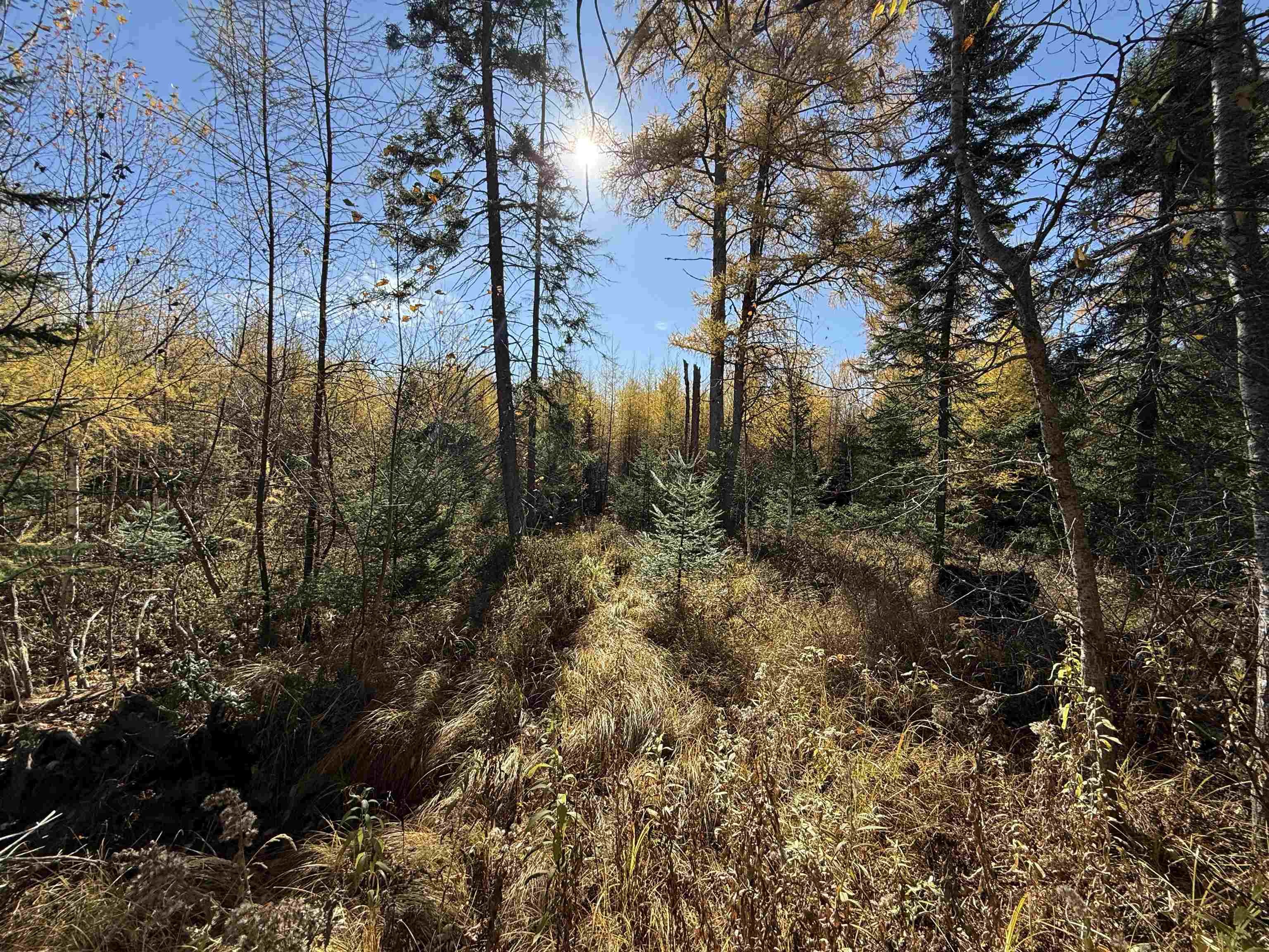 10650 West Toivola Road Meadowlands, MN 55765 - Photo 16 of 16 View of tree filled area