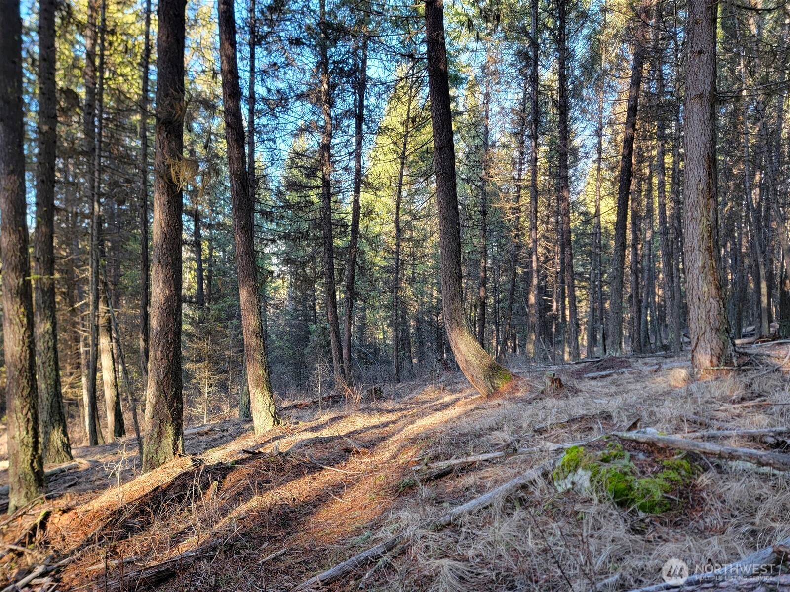 9999-tbd Lundimow Meadows Road Curlew, WA 99118 - Photo 2 of 10