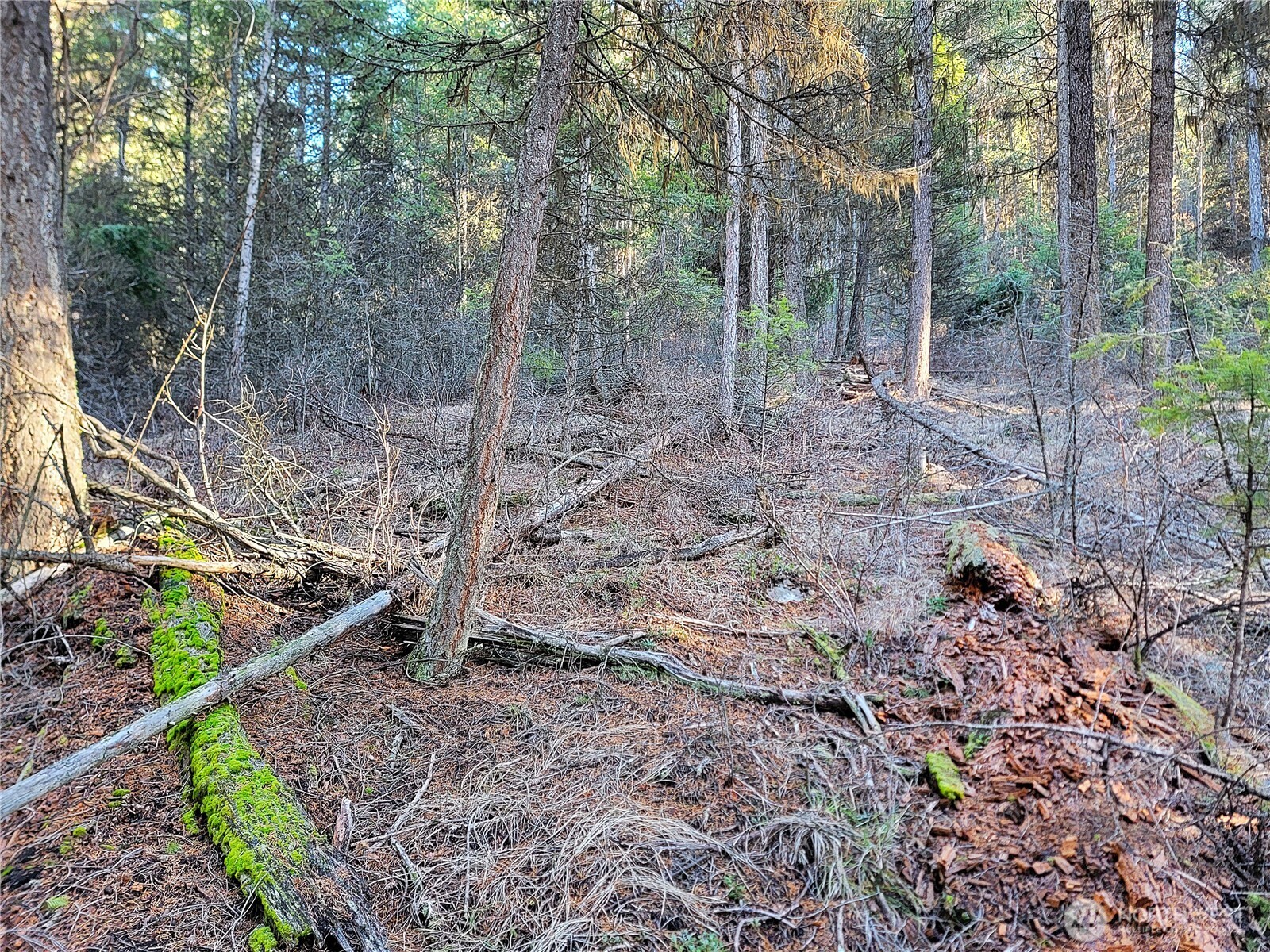 9999-tbd Lundimow Meadows Road Curlew, WA 99118 - Photo 4 of 10