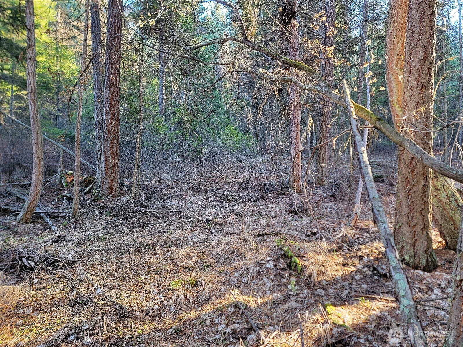9999-tbd Lundimow Meadows Road Curlew, WA 99118 - Photo 5 of 10