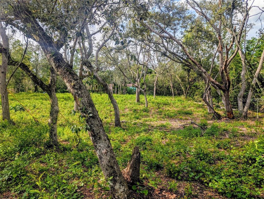 0 Merlin Circle Dade City, FL 33523 - Photo 6 of 8