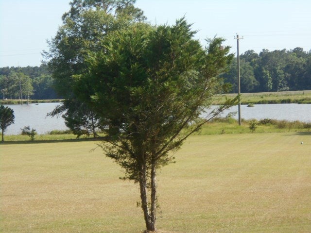 321 Fodie Road Quitman, GA 31643 - Photo 29 of 48 Gallery Image 29