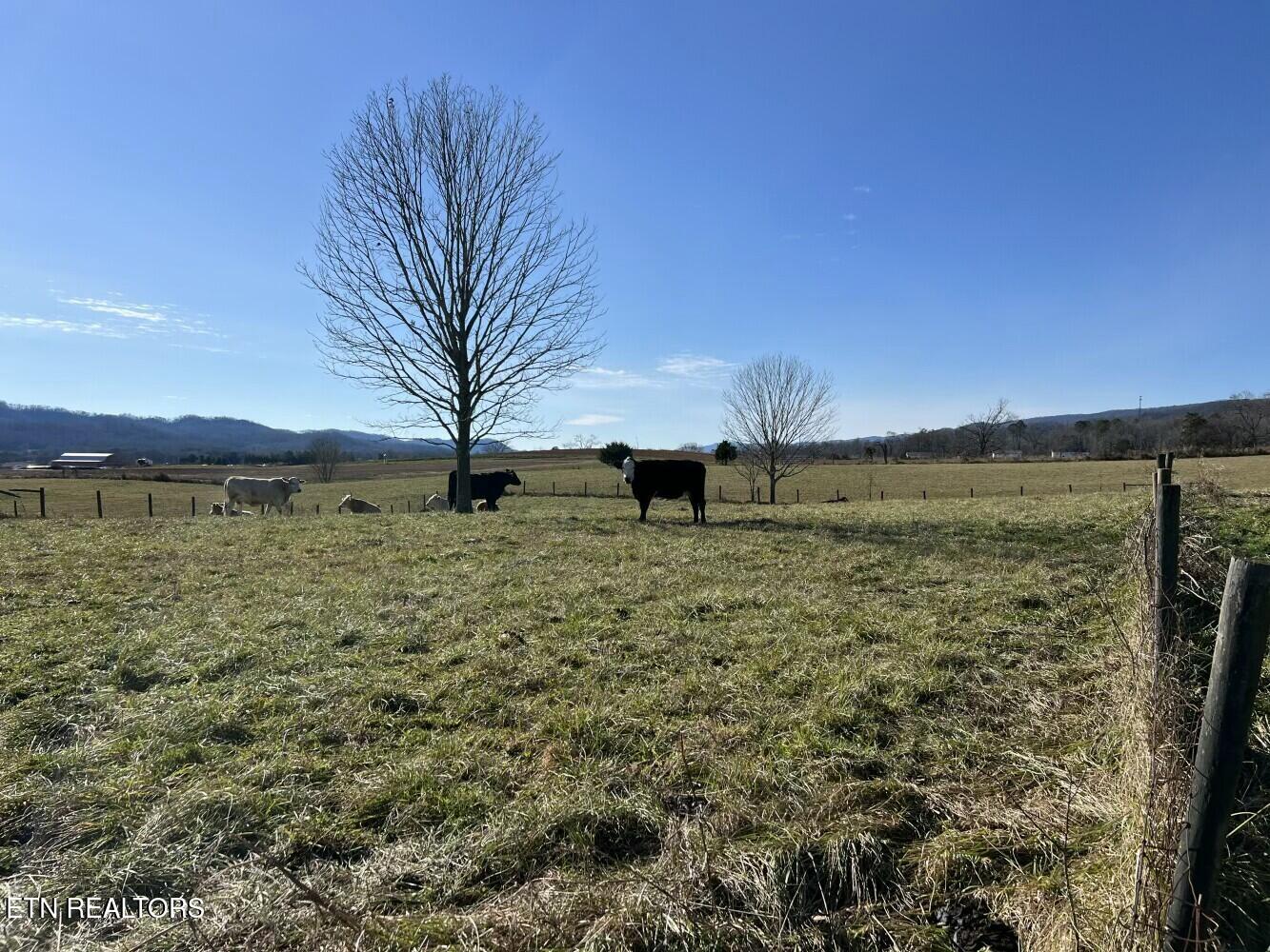 3229 Highway 11W Rutledge, TN 37861 - Photo 39 of 56 tempImageq6ajg8