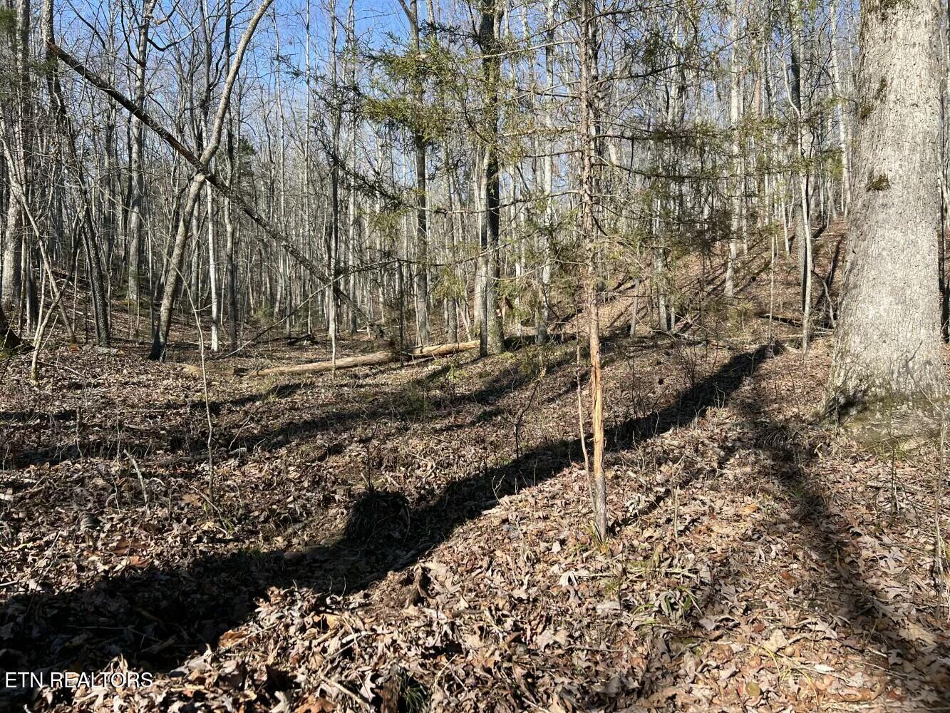 3229 Highway 11W Rutledge, TN 37861 - Photo 49 of 56 tempImagepsMrbg