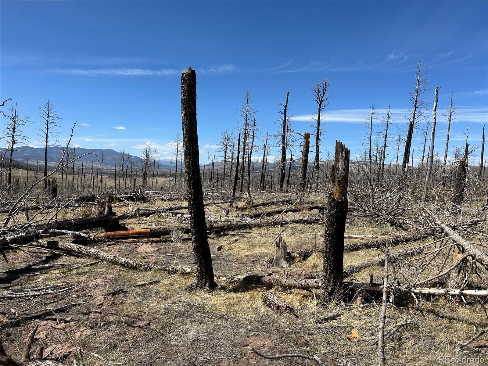 Lot 1039 Forbes Park Ranch Fort Garland, CO 81133 - Photo 11 of 17 a view of a covered with trees
