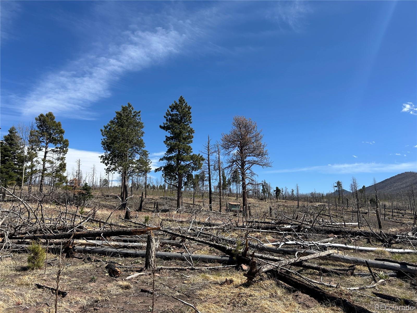 Lot 1039 Forbes Park Ranch Fort Garland, CO 81133 - Photo 12 of 17 a view of a yard with lots of trees