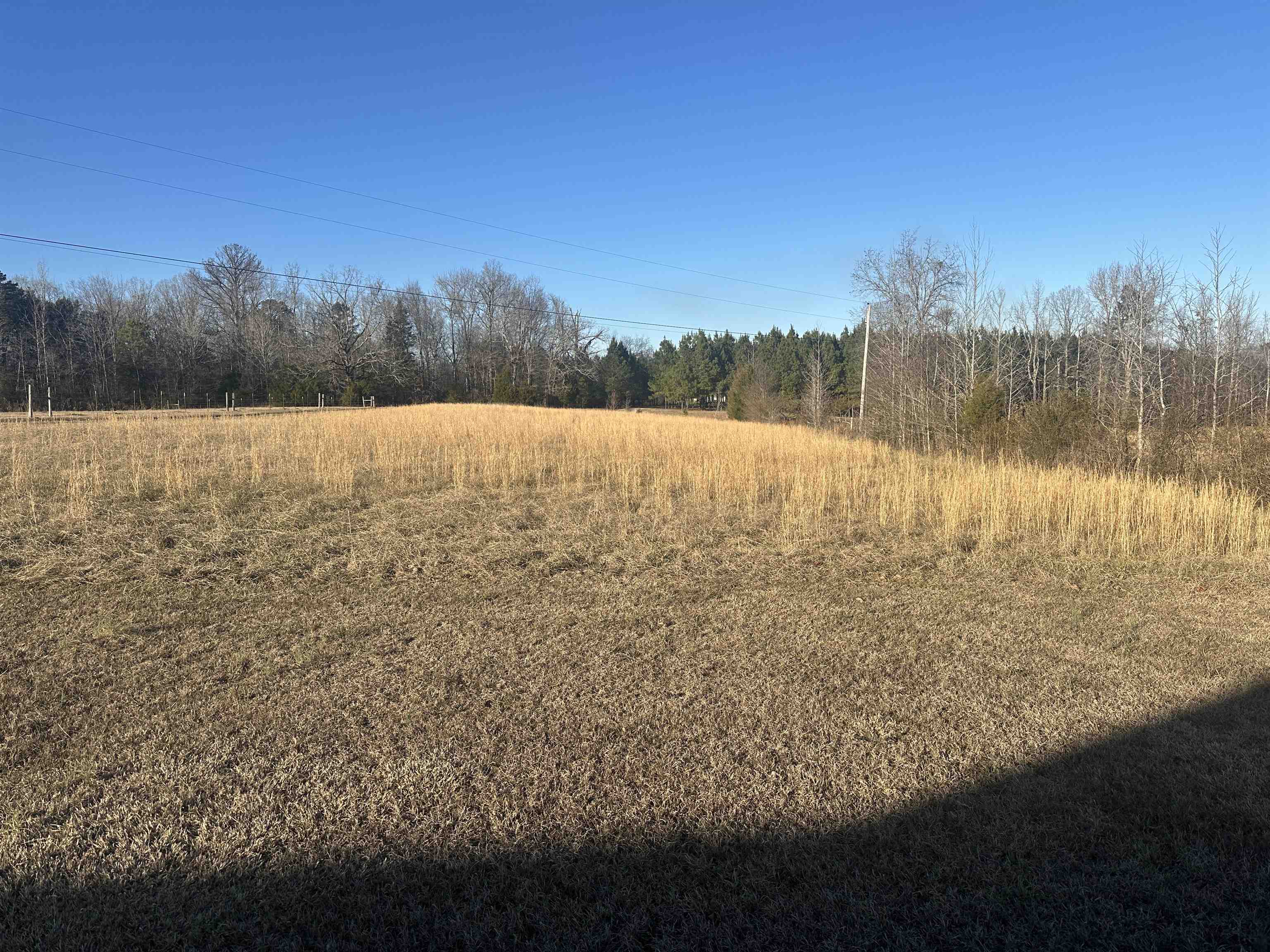 2245 Fritton Spur Road Middleton, TN 38052 - Photo 7 of 24 View of local wilderness