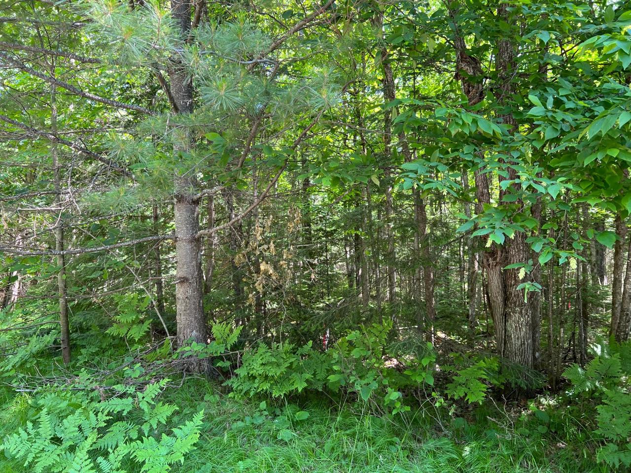 Lot 1 Sopko Road Mercer, WI 54547 - Photo 2 of 2 Gallery Image 2