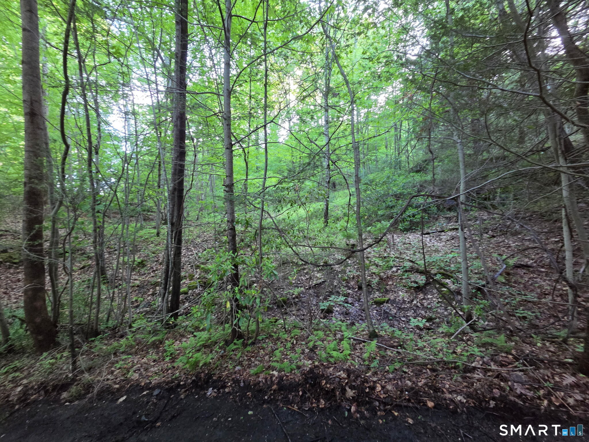 33 Davis Road Harwinton, CT 06791 - Photo 11 of 13 a view of a forest with trees