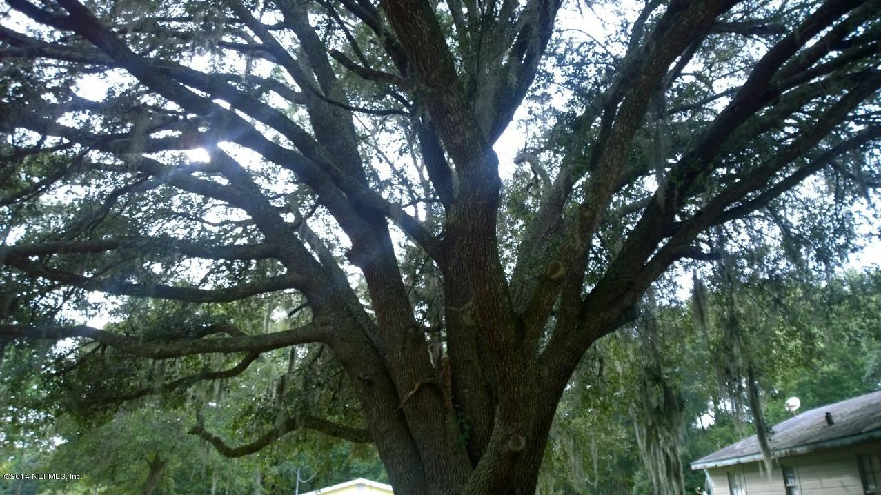 13506 Yellow Bluff Road Jacksonville, FL 32226 - Photo 14 of 24 a picture of tree