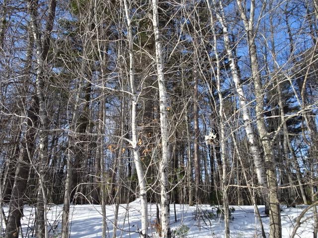 Lot 2 Sandy Court Minocqua, WI 54548 - Photo 15 of 19 Gallery Image 15