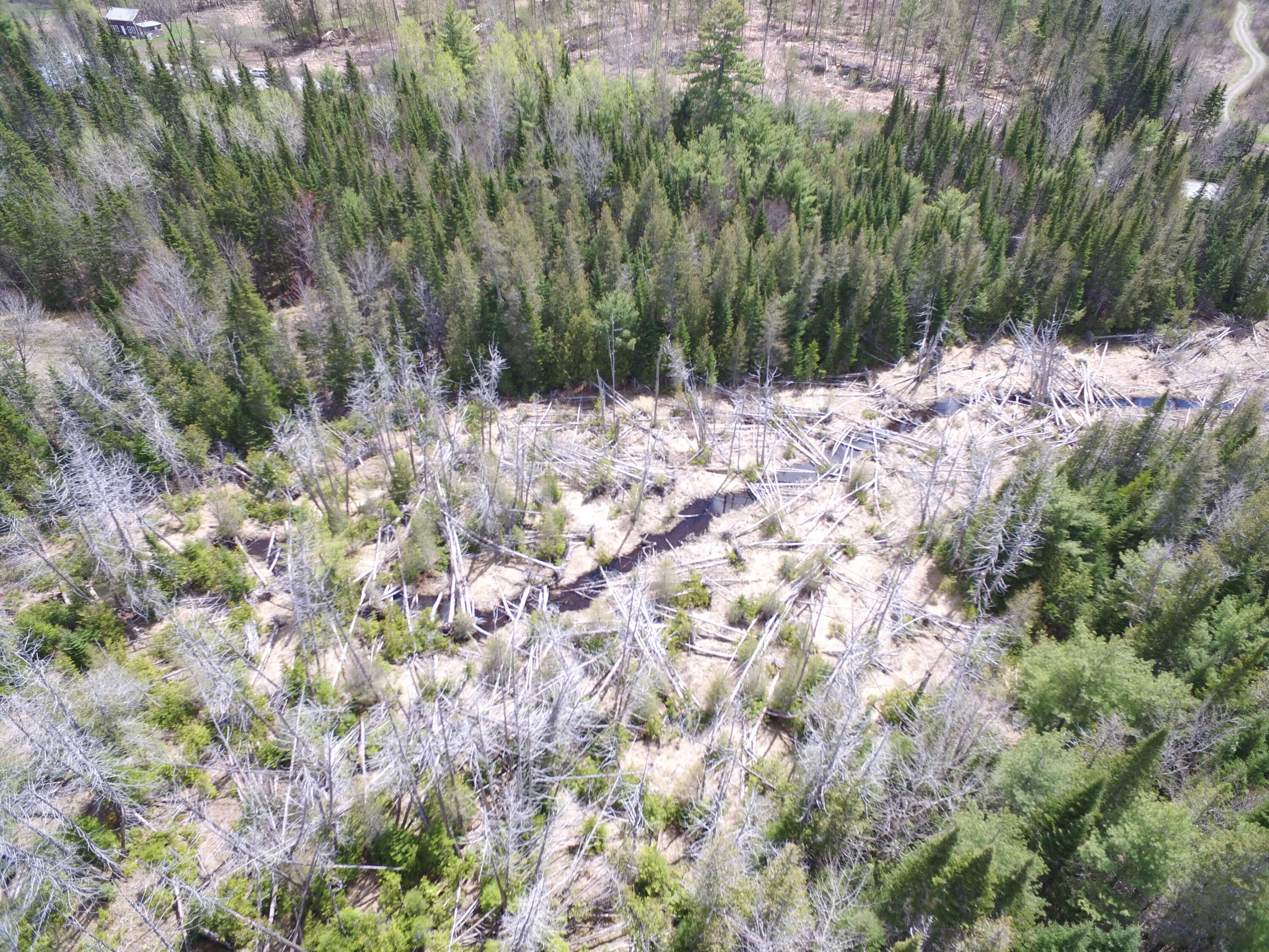 Lot 12 Off Lee Road Springfield, ME 04487 - Photo 11 of 23 DJI_0243