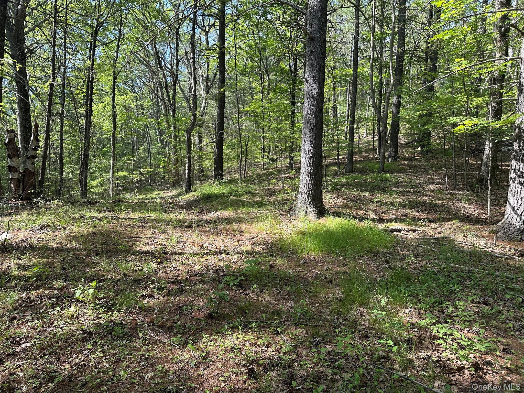 804 Hearts Content Road Cairo, NY 12473 - Photo 22 of 34 a view of a forest with trees in the background