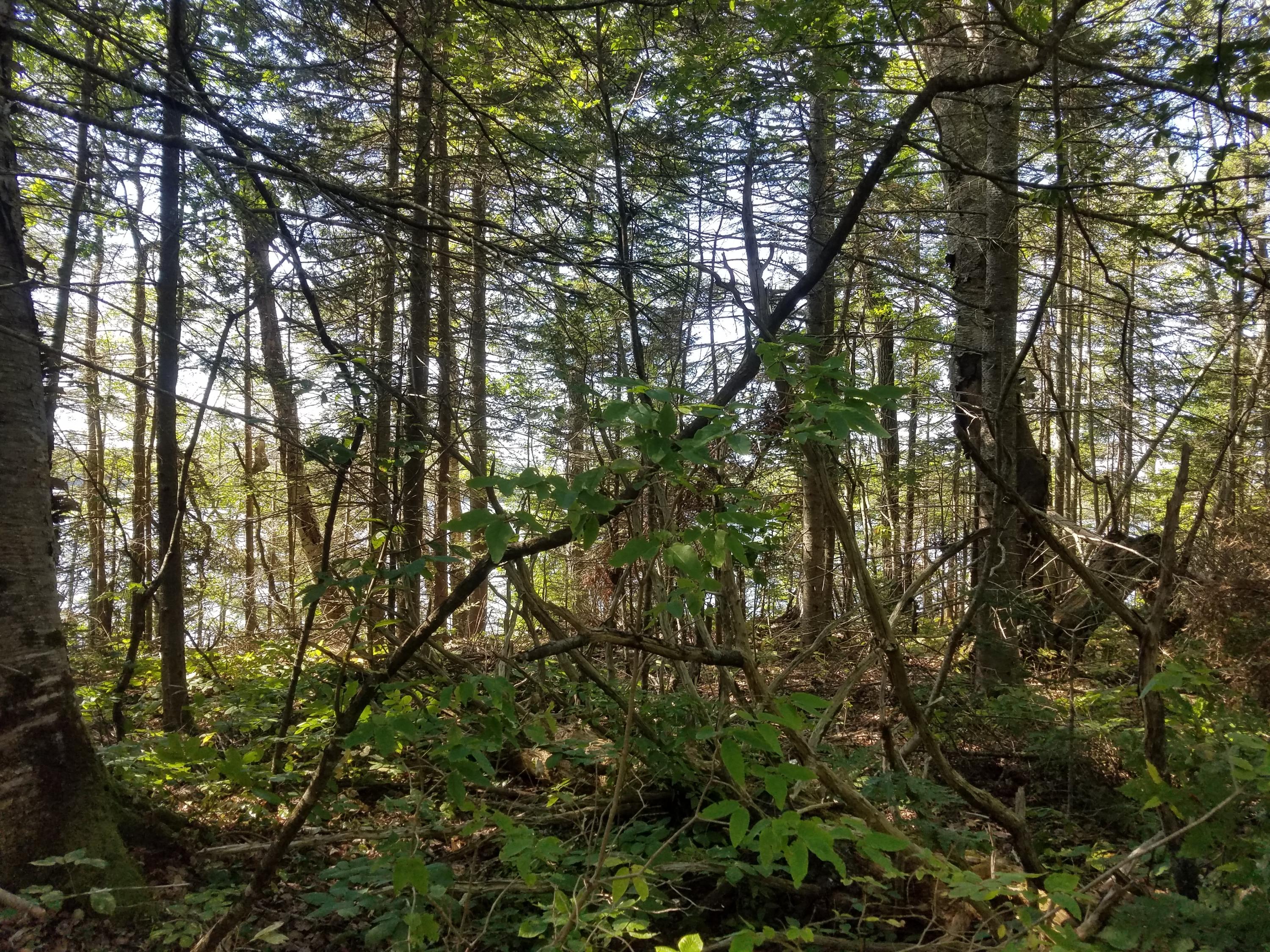 0 Ledge Road South Thomaston, ME 04858 - Photo 10 of 18 20190905_143302