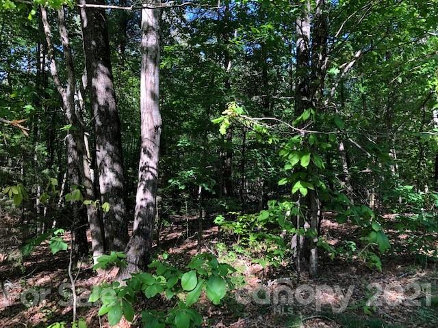 0 Hill Road Rutherfordton, NC 28139 - Photo 3 of 4 a view of tree
