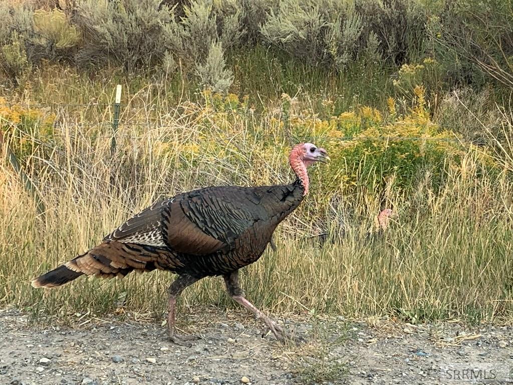 90.95 Houston Road Mackay, ID 83251 - Photo 7 of 8