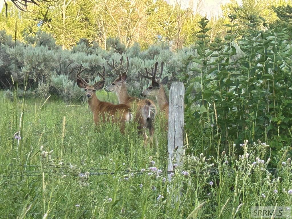 90.95 Houston Road Mackay, ID 83251 - Photo 8 of 8