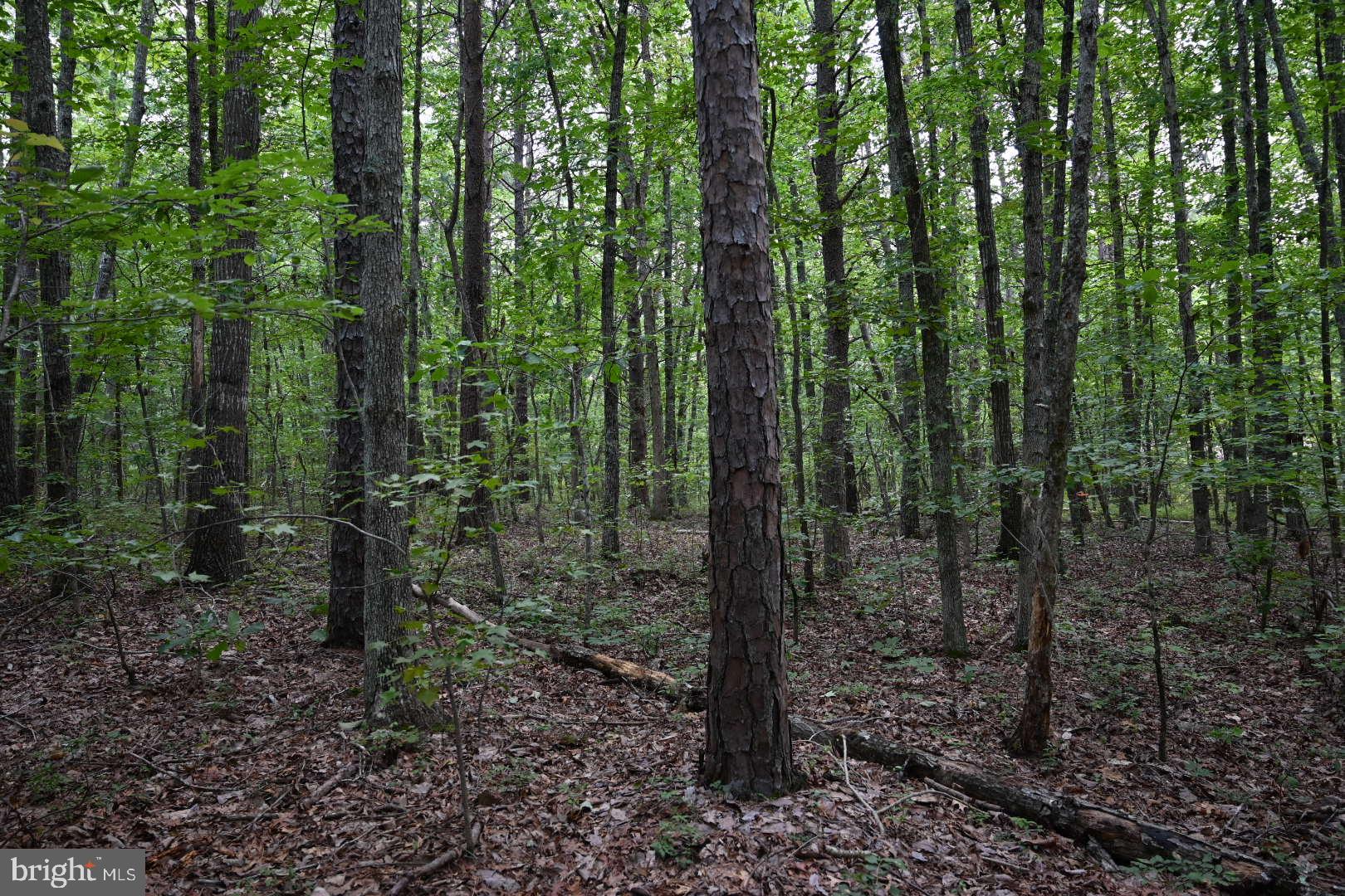 0 Mica Road Mineral, VA 23117 - Photo 11 of 14 Gallery Image 11