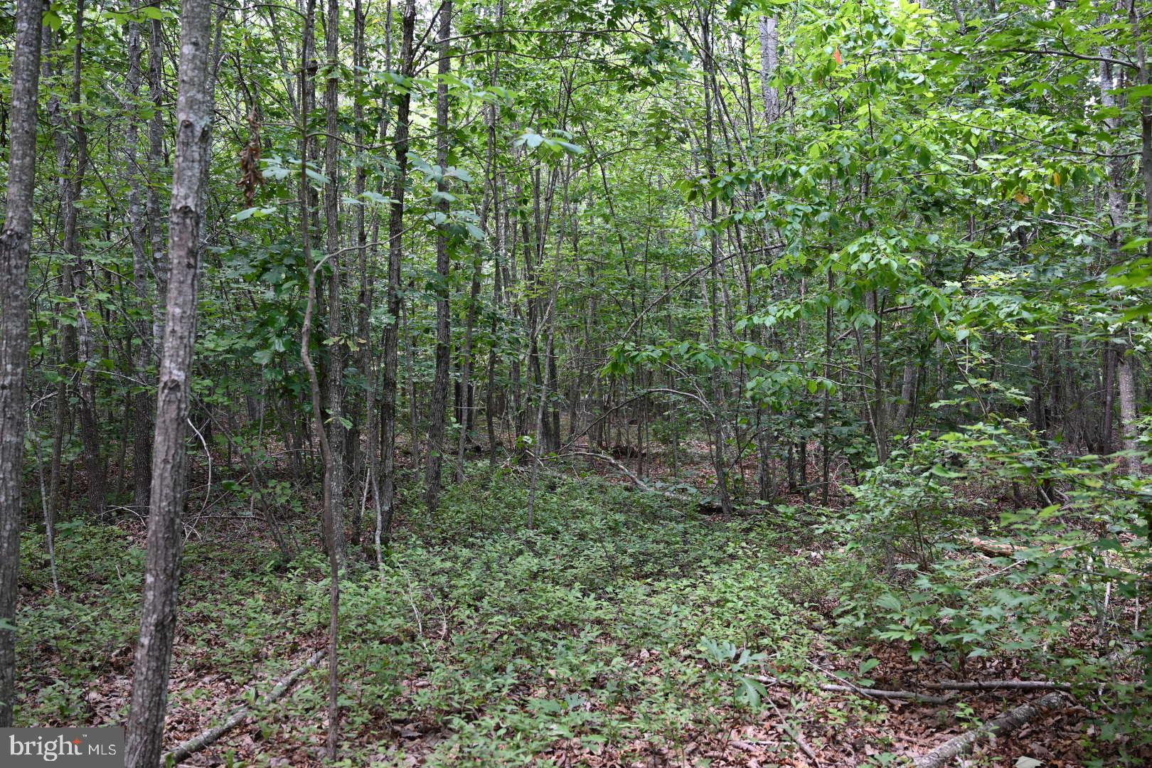 0 Mica Road Mineral, VA 23117 - Photo 7 of 14 Gallery Image 7