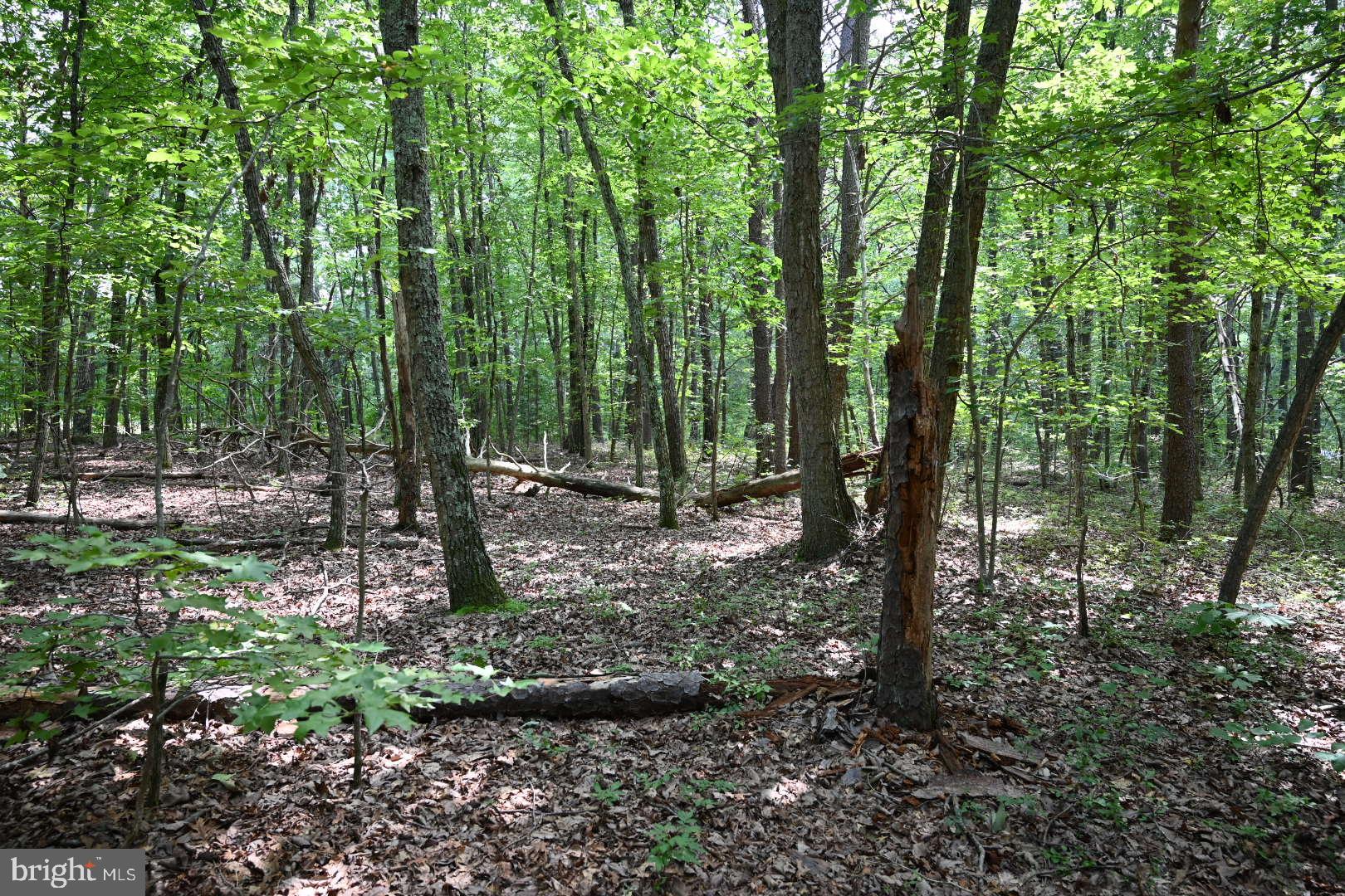 0 Mica Road Mineral, VA 23117 - Photo 8 of 14 Gallery Image 8