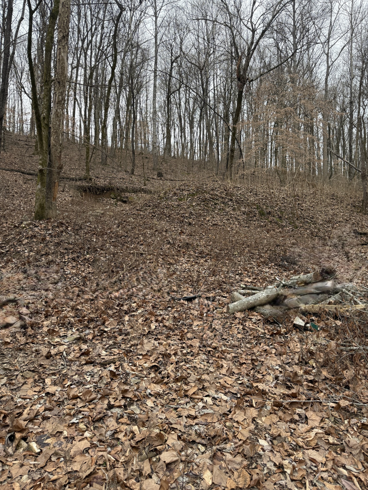 1843 D Garrison Branch Road Cottontown, TN 37048 - Photo 11 of 12 a view of a yard with trees