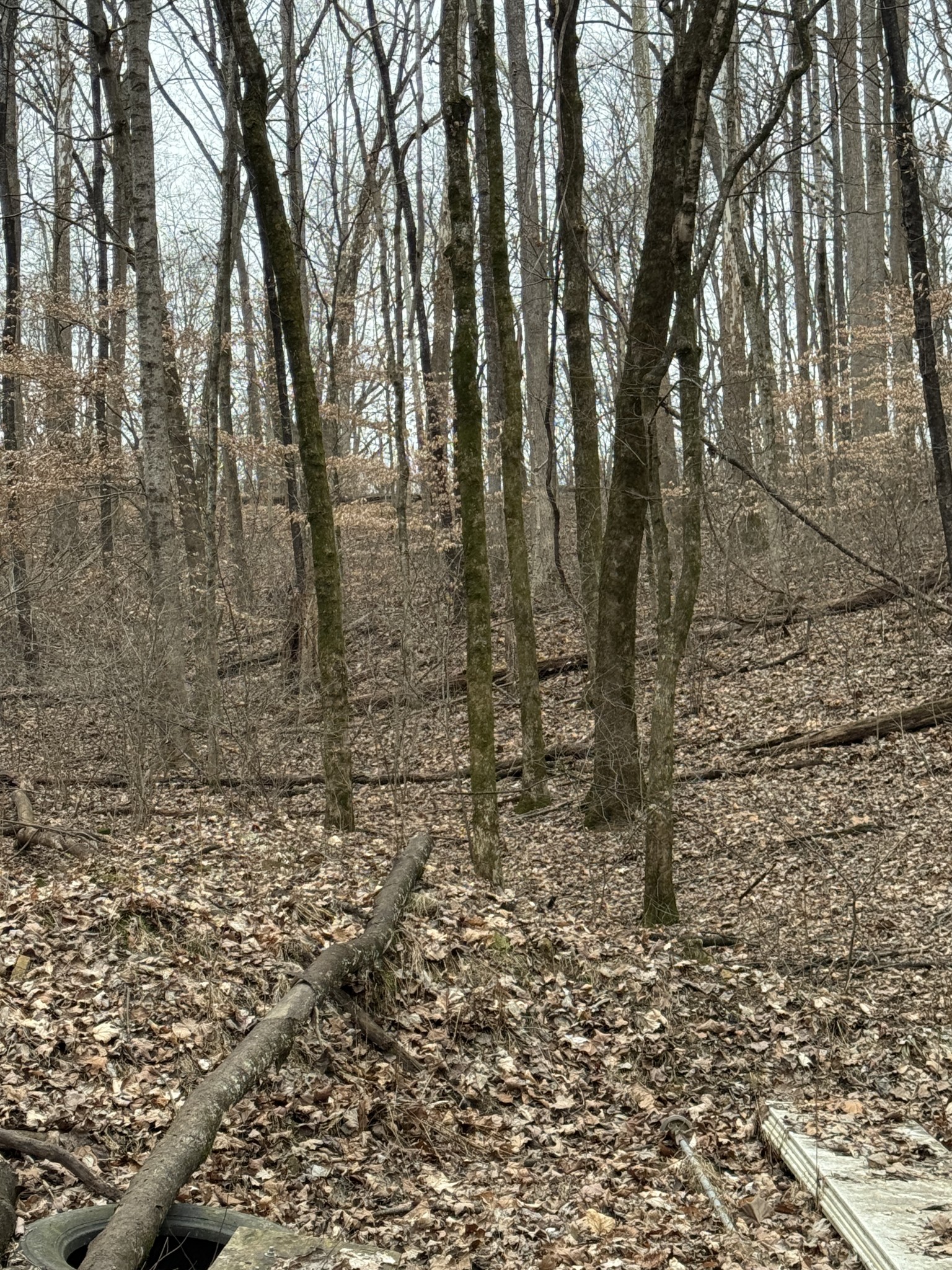 1843 D Garrison Branch Road Cottontown, TN 37048 - Photo 12 of 12 a view of a yard with lots of green space and a fountain