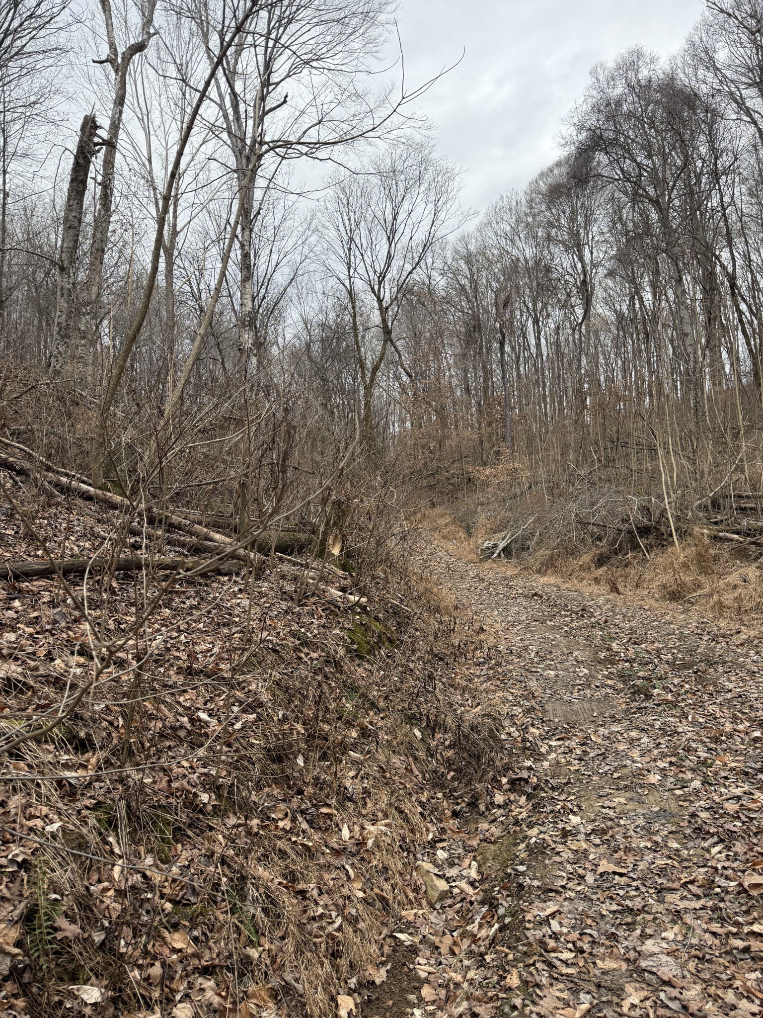 1843 D Garrison Branch Road Cottontown, TN 37048 - Photo 9 of 12 a view of a yard with a tree