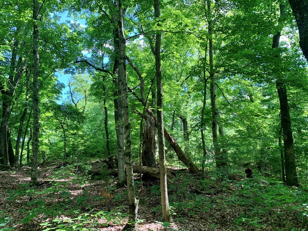 0 Red Cloud Trail Spring City, TN 37381 - Photo 38 of 49