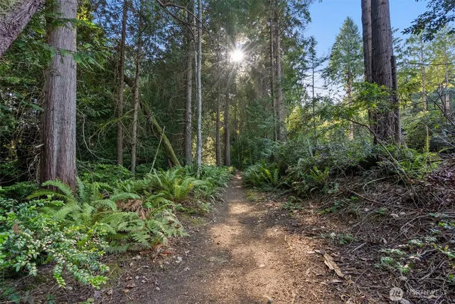 a view of a forest with trees
