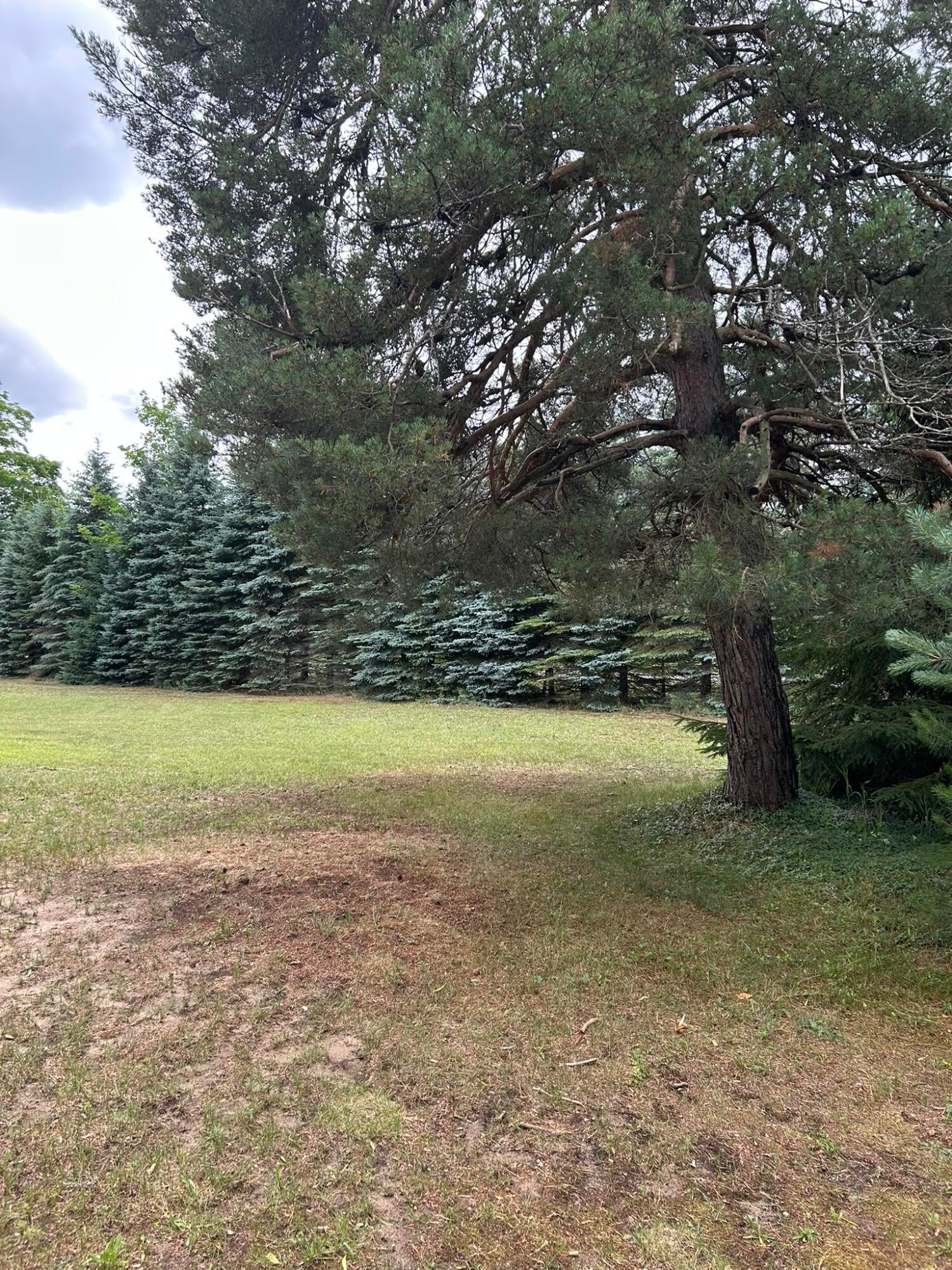 7729 Airport Road Vanderbilt, MI 49795 - Photo 26 of 60 Side Yard 5