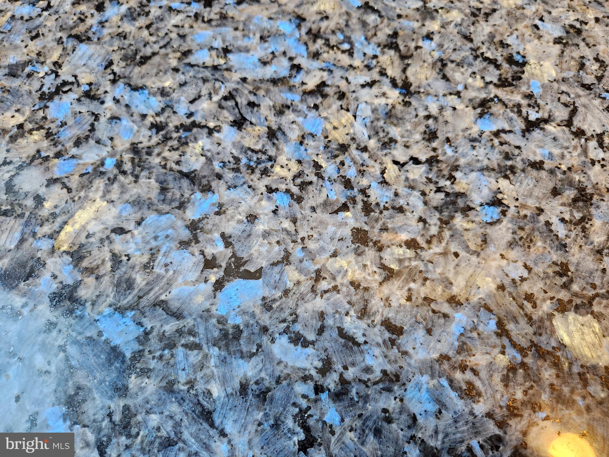 2610 Tunlaw Road Northwest, Unit 103 Washington, DC 20007 - Photo 34 of 36 a close up of a plant