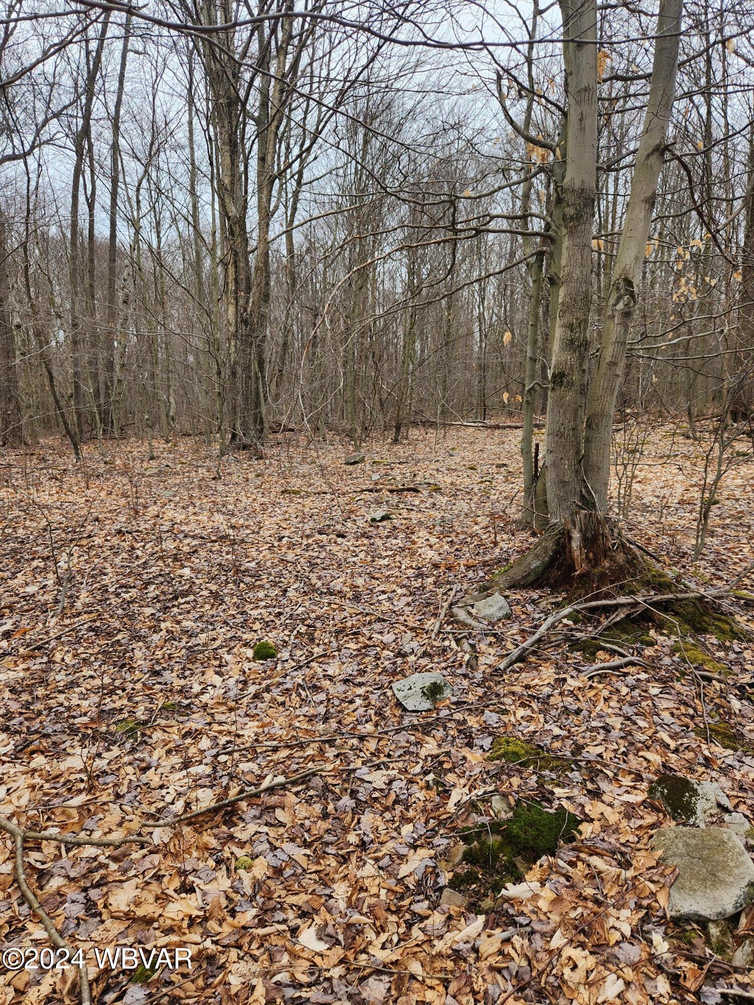 0 Telich Road, Unit LOT 6 Dushore, PA 18614 - Photo 4 of 7 Gallery Image 4
