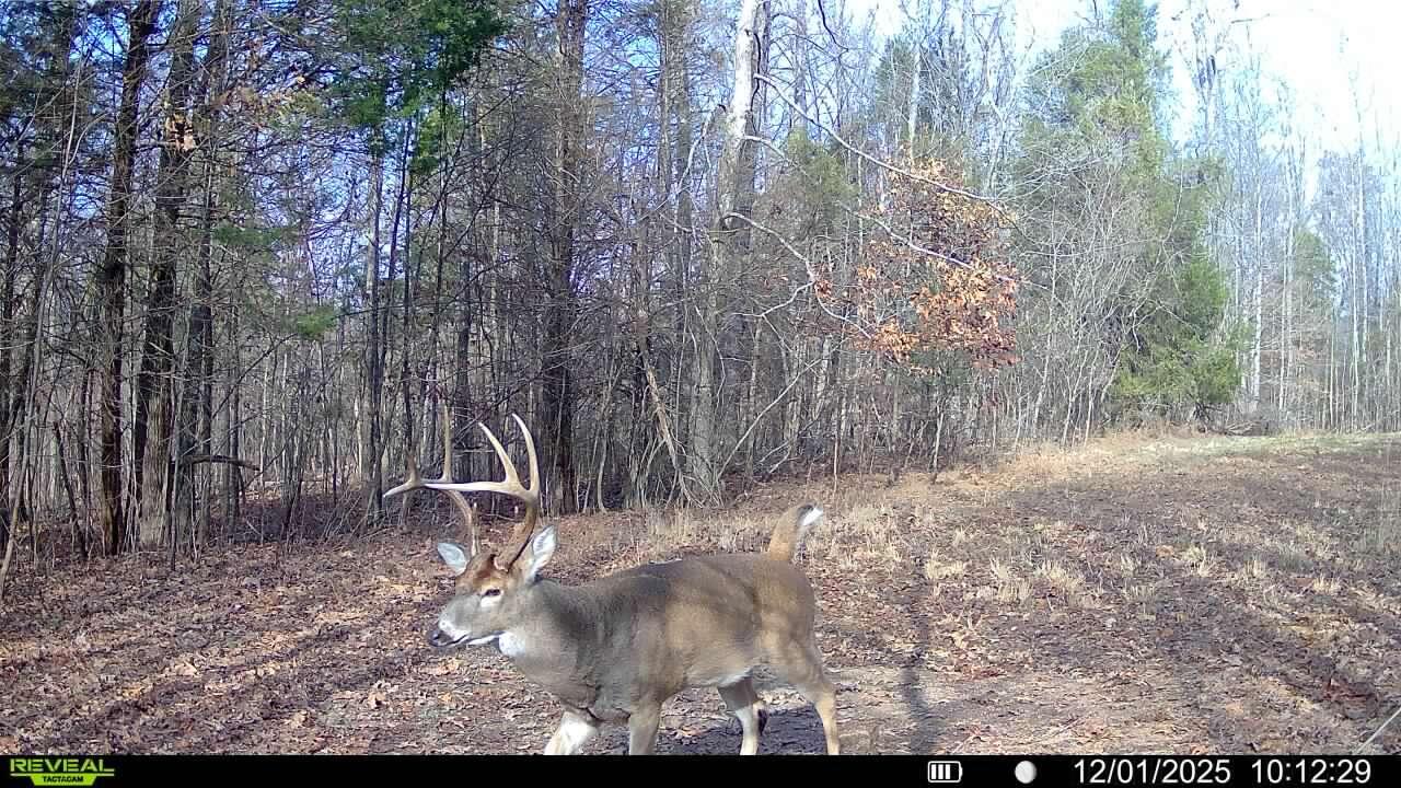 1134 Pisgah Road Smithland, KY 42081 - Photo 20 of 33 Trail Cam