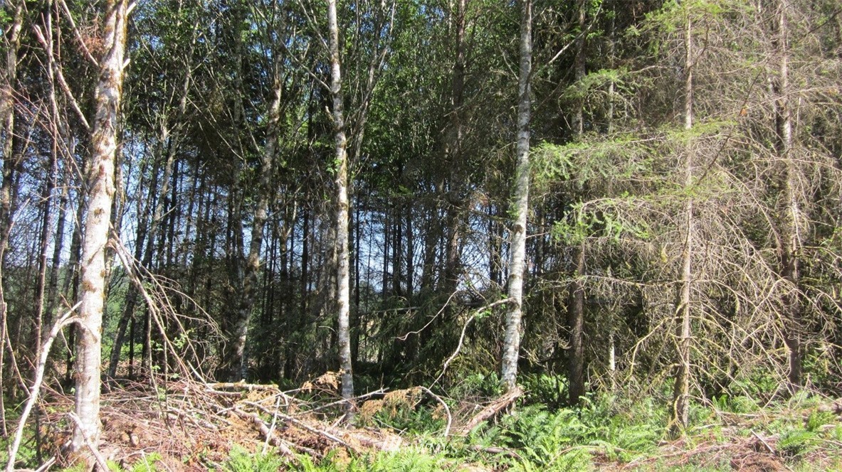 2 Jones Road Winlock, WA 98596 - Photo 17 of 25 Gallery Image 17