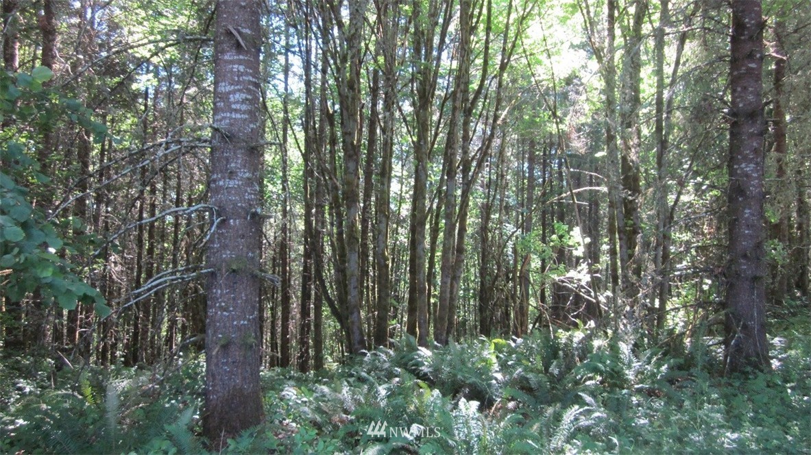 2 Jones Road Winlock, WA 98596 - Photo 9 of 25 Gallery Image 9