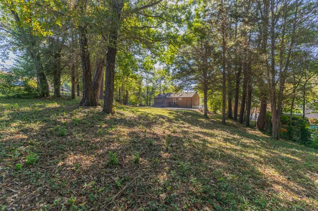 a view of a tree in the middle of a yard