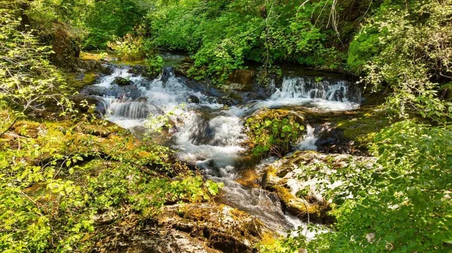 a view of a yard with plants and trees