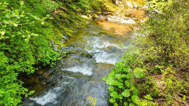 a backyard of a house with lots of green space