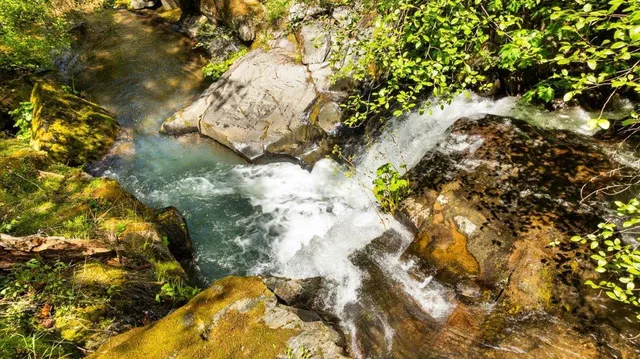 a backyard of a house with large trees and plants