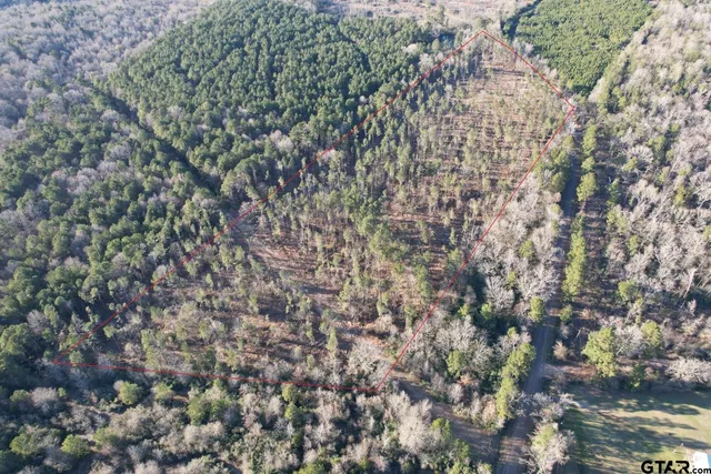 a close up of a plant